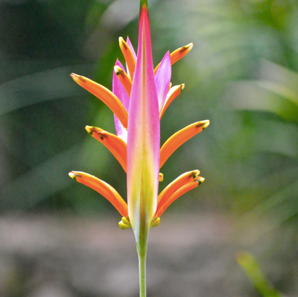 A new one for me...so far nameless...