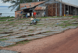 Overpowering aroma of drying fish became a part of travel ....