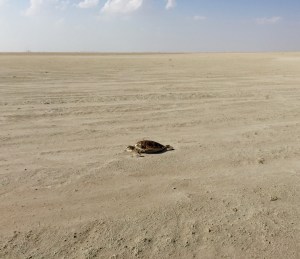 Sadly, this turtle is pictured heading inland, many miles from the coast, a fatal directional error ..
