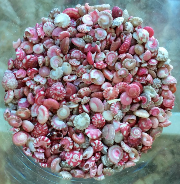 Umbonium vestiarium .... found at Al Khaluf beach, Oman,Septemeber 201