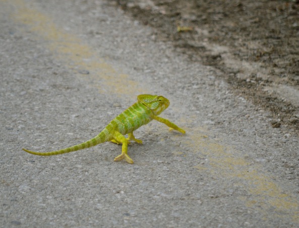 Why did the chameleon cross the road...