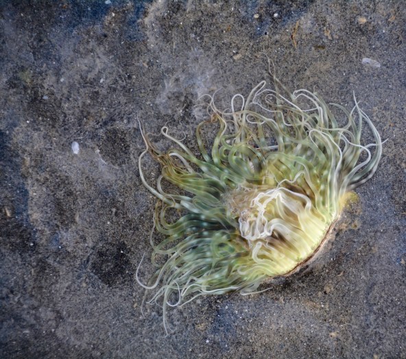 Fan worm at low tide......