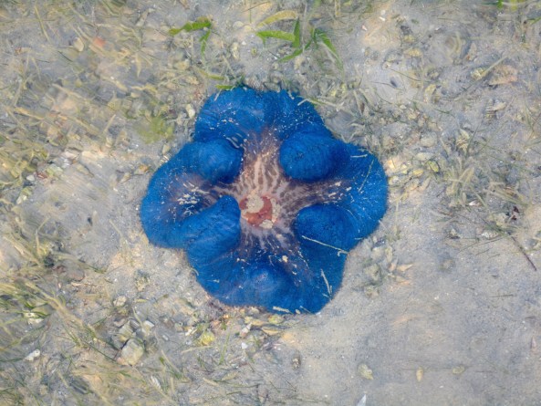 Bright blue carpet sponge, underwater, you couldn't miss it...