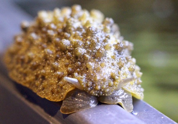 Not a nudibranch....