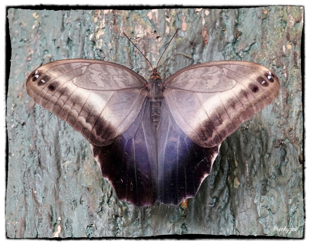 Caligo oileus(R. Felder 1861)