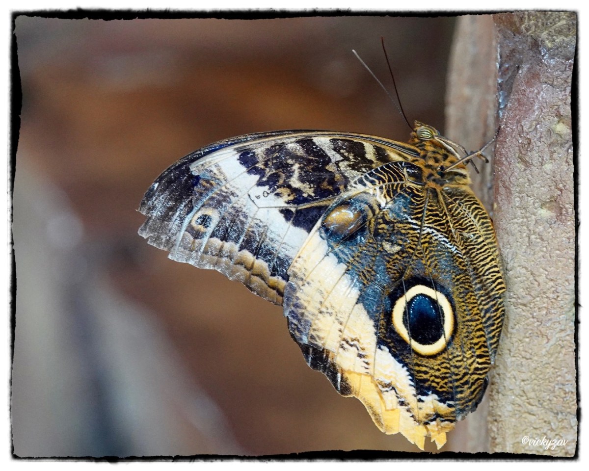 Caligo uranus(Herrich-Schäffer 1850)