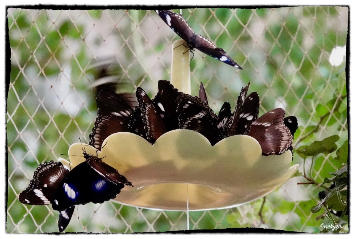 Hypolimnas bolina, Linnaeus 1758