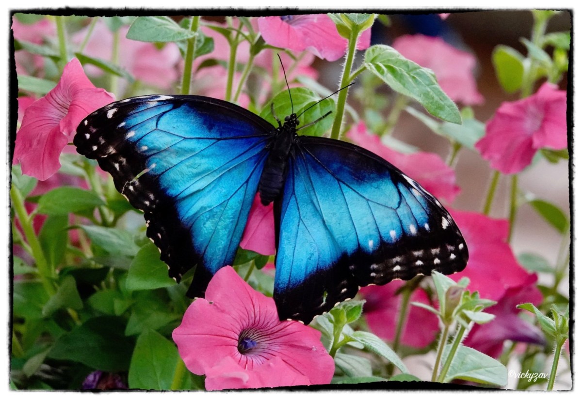 Morpho helenor (Cramer 1776)