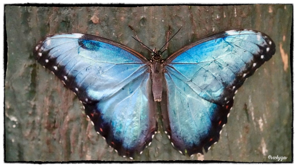 Morpho peleides(Kollar 1850)