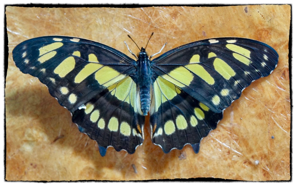 Papilio demoleus ( Linnaeus 1758)