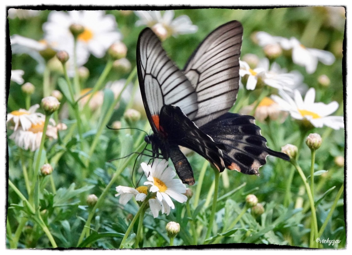 Papilio memnon (Linnaeus 1758)