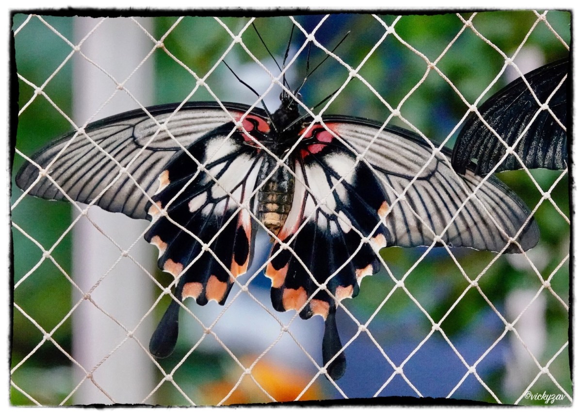 Papilio memnon (Linnaeus 1758)
