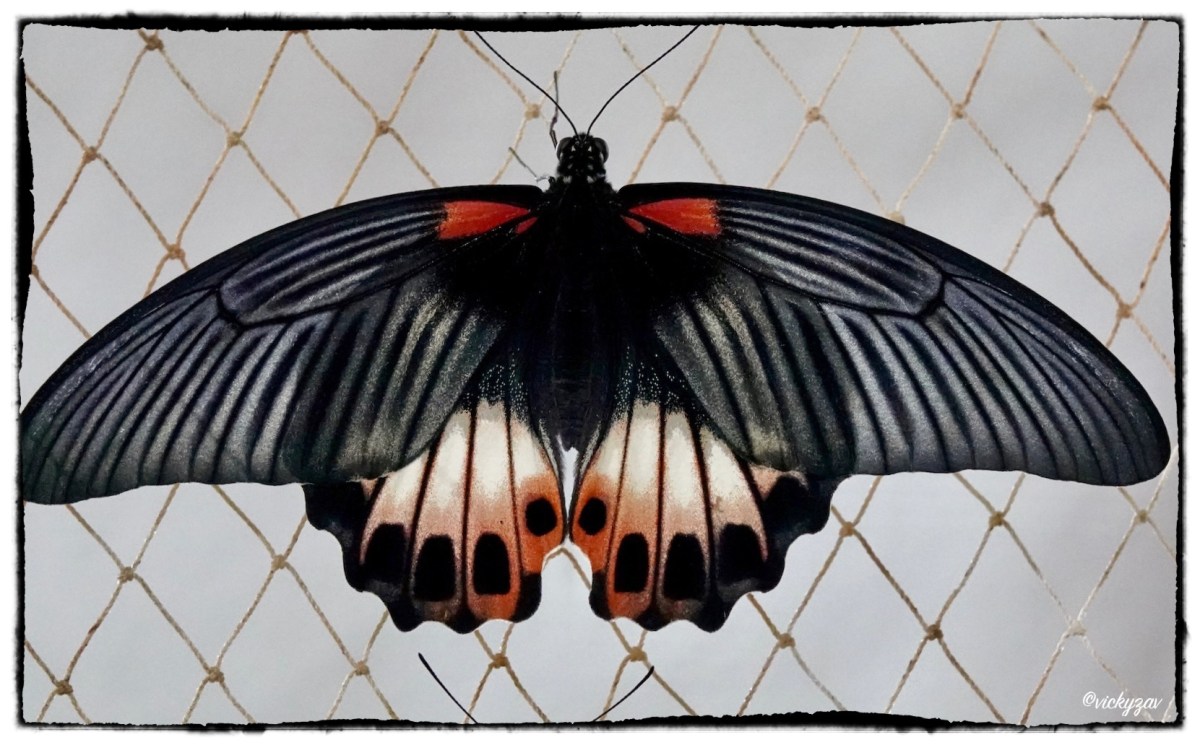 Papilio memnon (Linnaeus 1758)