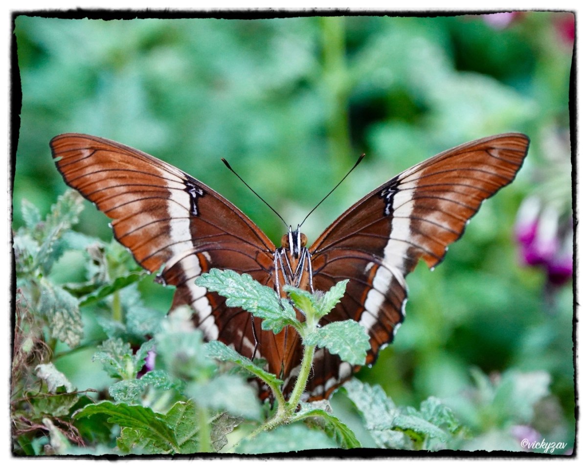 Siproeta epaphus (Latreille1813)