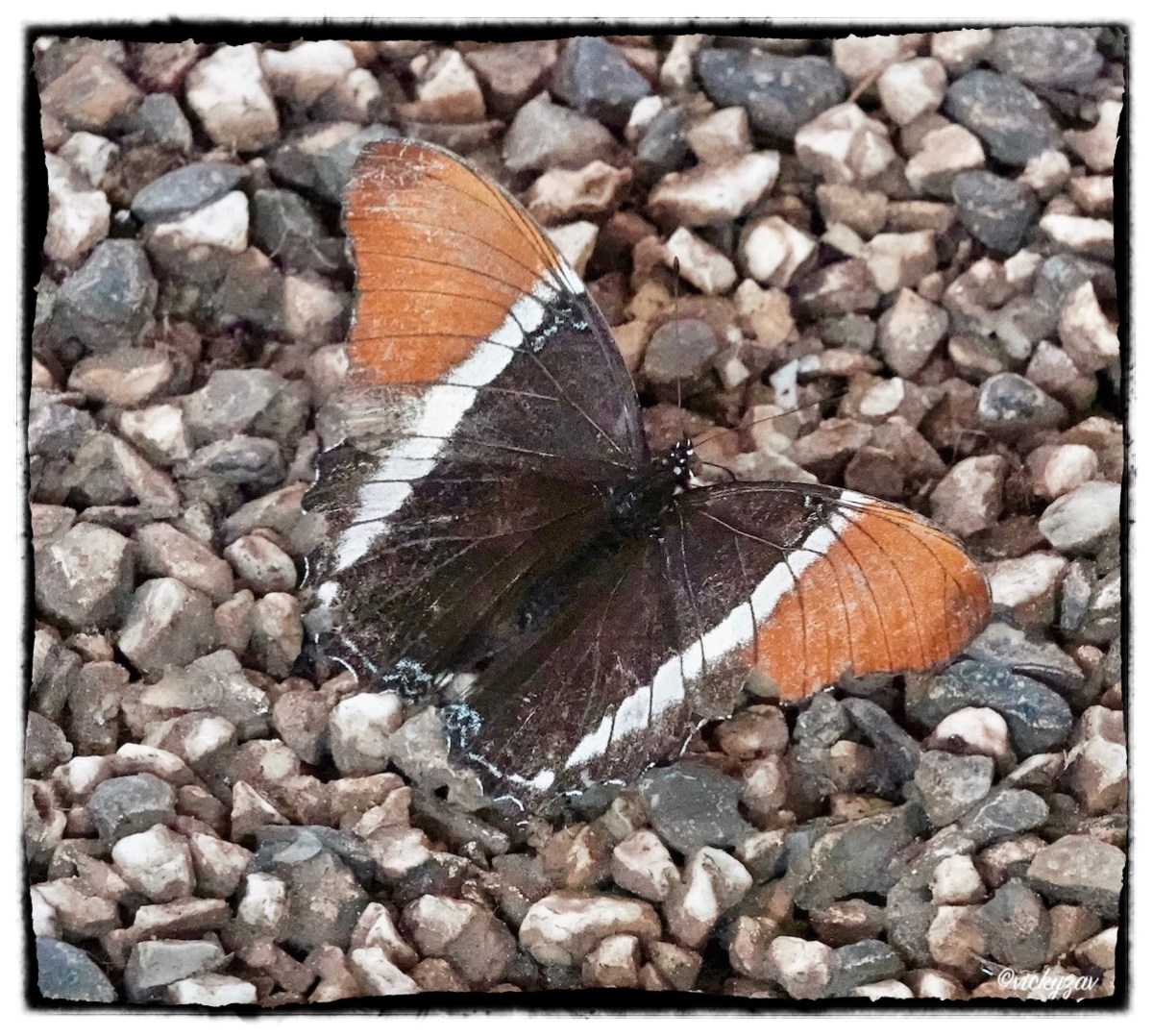 Siproeta epaphus (Latreille1813)